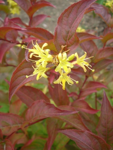 Diervilla sp.
